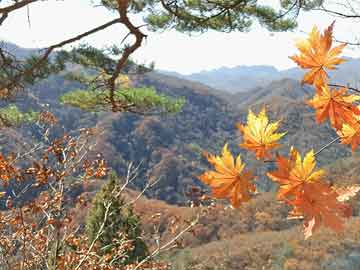 天天草天天干,全面解答解释定义_钻石版26.118