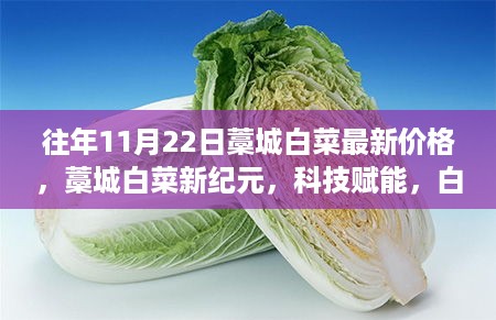 藁城白菜最新价格动态与深度市场分析